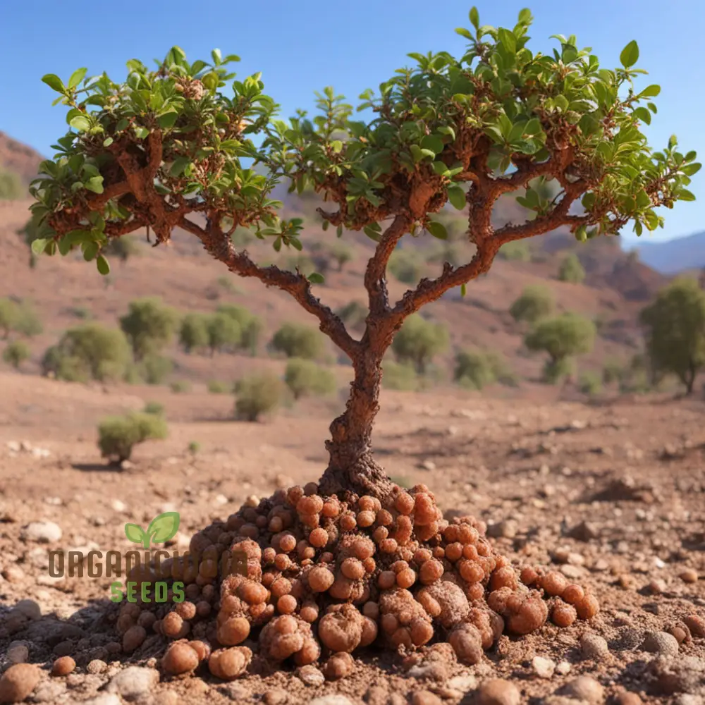 Commiphora Wightii Guggul Myrrh Tree Seeds - Cultivate Your Own Medicinal Oasis - Image 5