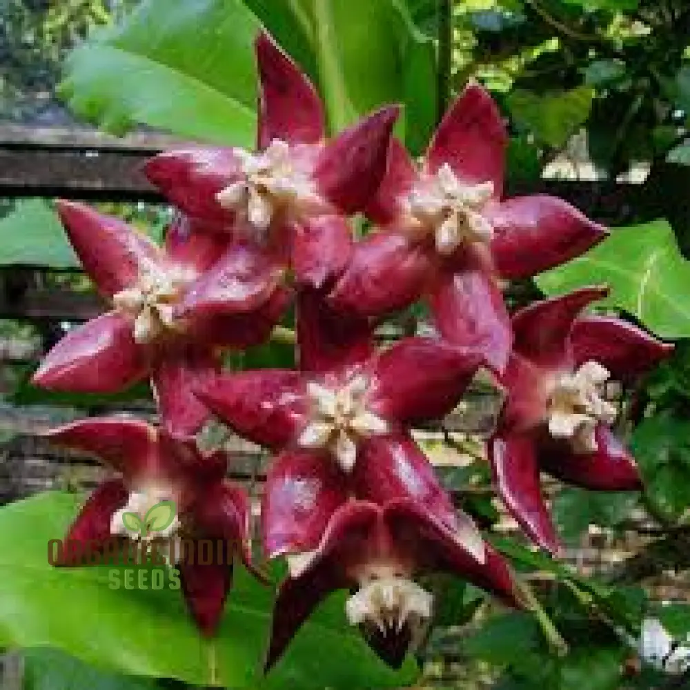 New Fresh 75pcs Hoya imperialis Plant Seeds, Hoya imperialis Plant Seeds 75pcs, Premium 75pcs Hoya imperialis Seeds, High-Quality 75pcs Hoya imperialis Plant Seeds