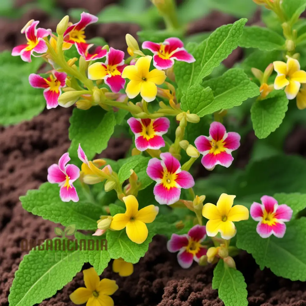 Mixed Mimulus Flower Seeds, Assorted Colors for Cheerful Garden Displays - Premium Flower Seeds for Planting and Gardening Delight