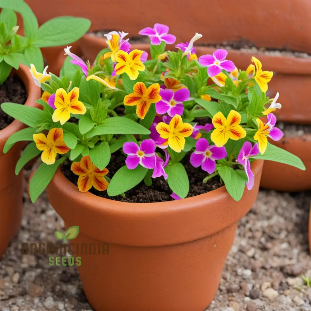 Mixed Mimulus Flower Seeds, Assorted Colors for Cheerful Garden Displays - Premium Flower Seeds for Planting and Gardening Delight - Image 3