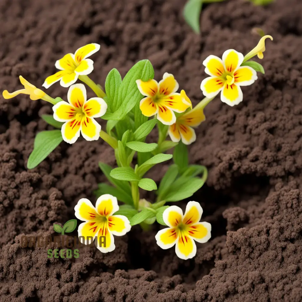Mixed Mimulus Flower Seeds, Assorted Colors for Cheerful Garden Displays - Premium Flower Seeds for Planting and Gardening Delight - Image 4