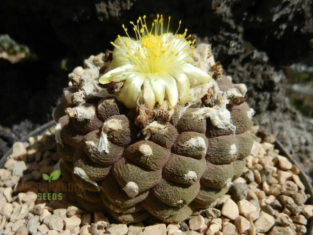 Premium Copiapoa Flower Seeds for Planting - Rare Desert Cactus Blooms for Unique Gardens