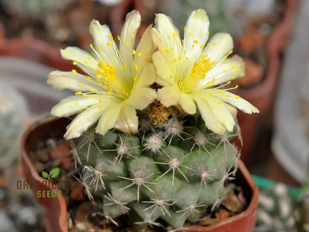 Premium Copiapoa Flower Seeds for Planting - Rare Desert Cactus Blooms for Unique Gardens - Image 3