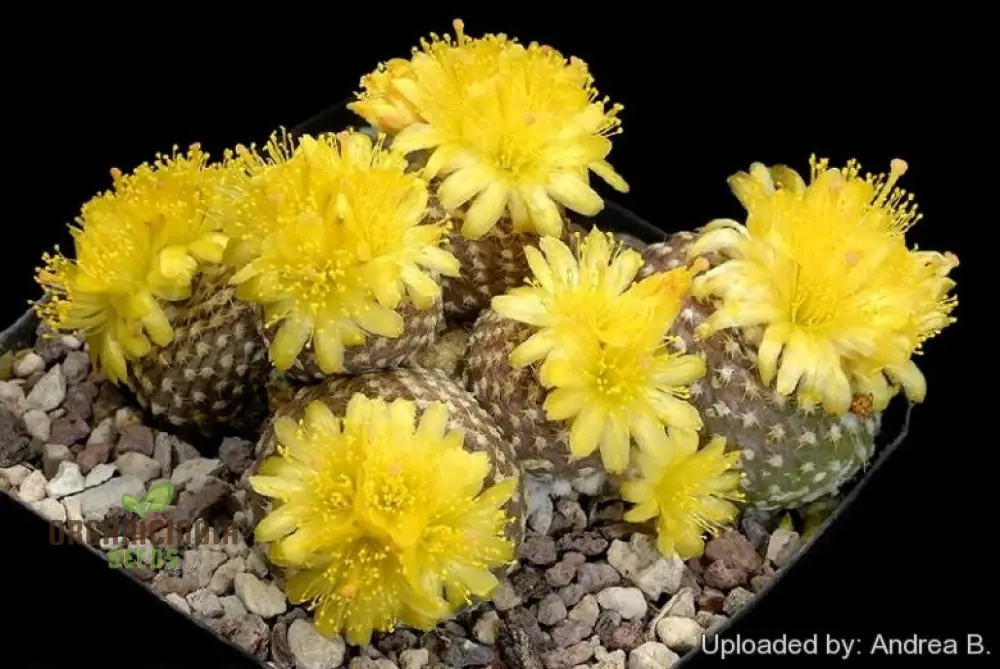 Premium Copiapoa Flower Seeds for Planting - Rare Desert Cactus Blooms for Unique Gardens - Image 4