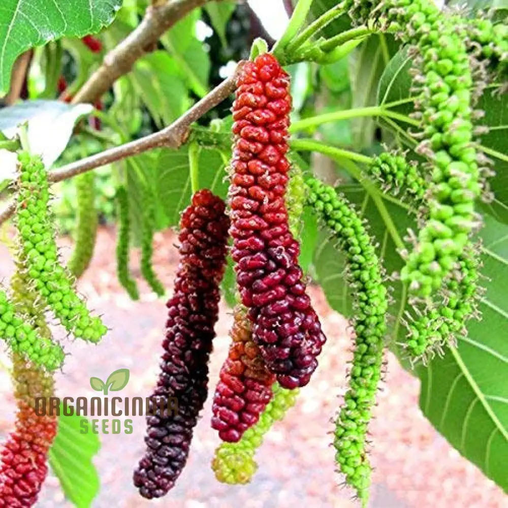 Bunchberry Dichondra Fruit Seeds for Planting, Enhance Your Garden with Unique and Exotic Fruit Seeds