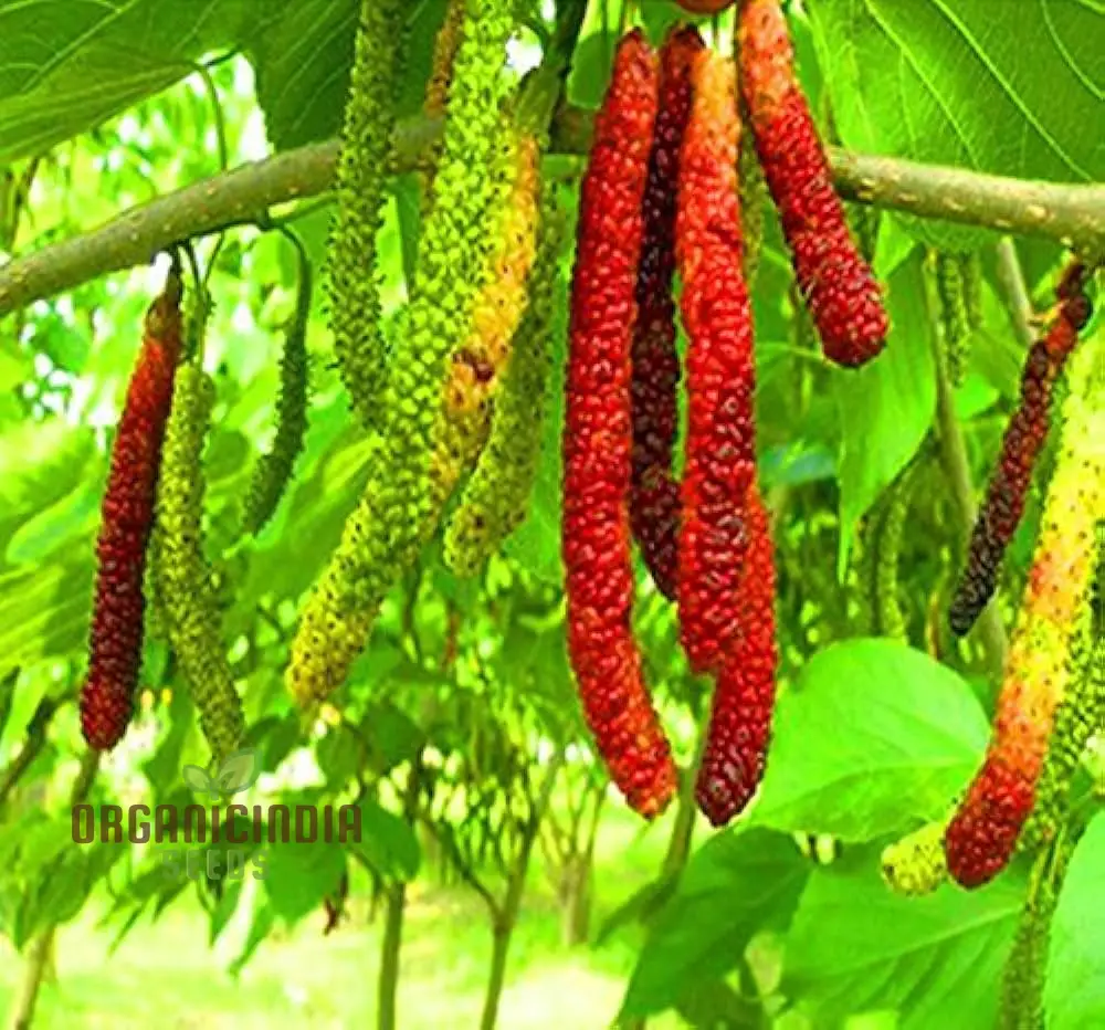 Bunchberry Dichondra Fruit Seeds for Planting, Enhance Your Garden with Unique and Exotic Fruit Seeds - Image 3