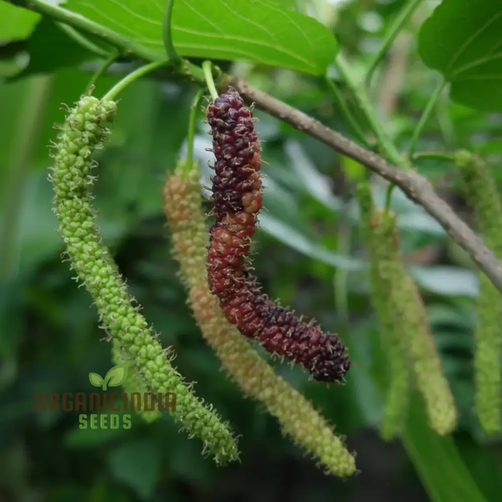 Bunchberry Dichondra Fruit Seeds for Planting, Enhance Your Garden with Unique and Exotic Fruit Seeds - Image 4