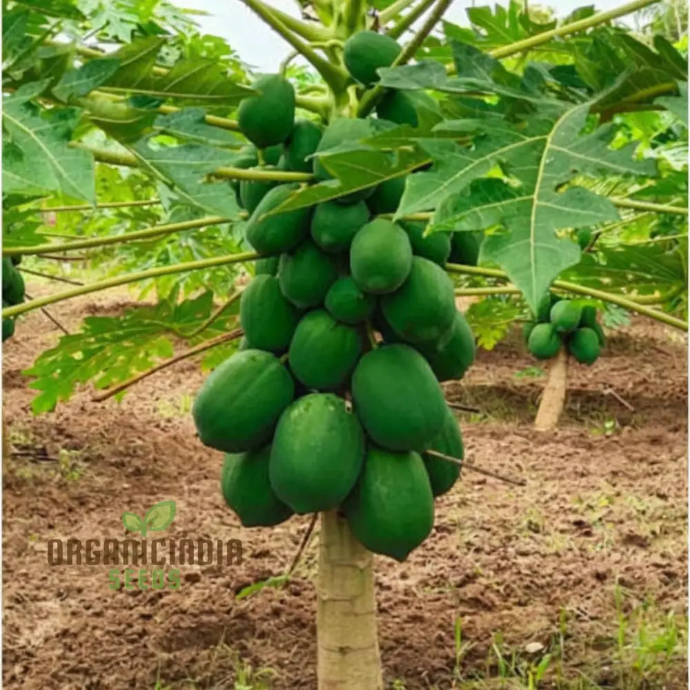 Green Papaya Fruit Seeds for Planting, Cultivate Your Garden with Fresh Exotic Fruit Seeds