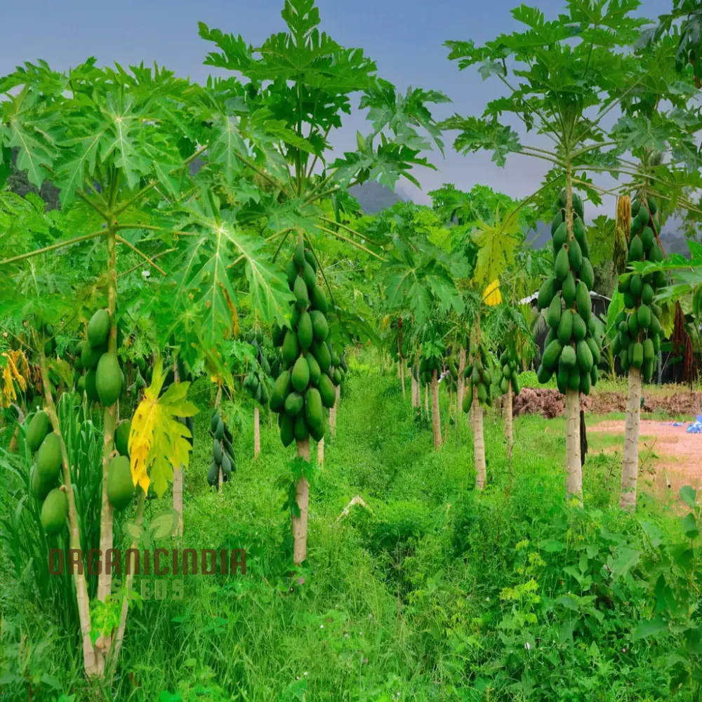 Green Papaya Fruit Seeds for Planting, Cultivate Your Garden with Fresh Exotic Fruit Seeds - Image 3