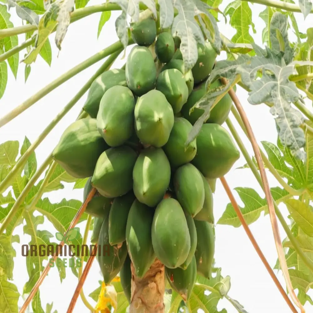 Green Papaya Fruit Seeds for Planting, Cultivate Your Garden with Fresh Exotic Fruit Seeds - Image 4