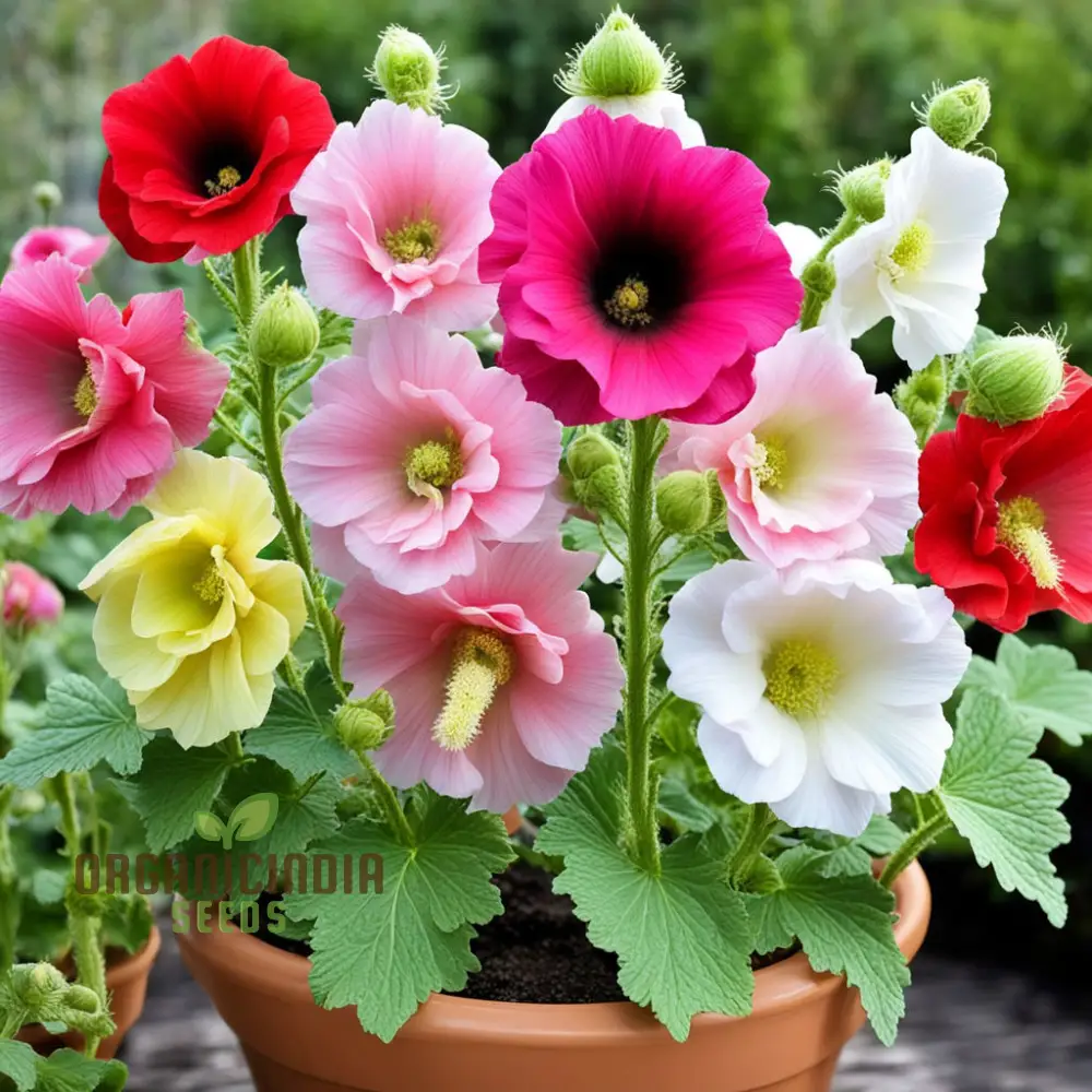 Mixed Alcea Flower Seeds For Planting - Image 3