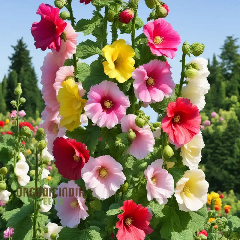 Mixed Alcea Flower Seeds For Planting - Image 4