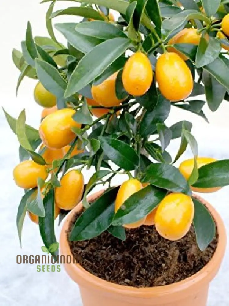 New Fresh Orange Kumquat Fruit Tree Seeds, Fresh Kumquat Tree Seeds, Orange Citrus Seeds, Kumquat Fruit Tree Seeds, Citrus Tree Seeds