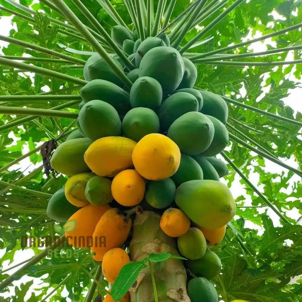 Orange Papaya Fruit Seeds for Planting, Cultivate Your Garden with Exotic Fruit Seeds