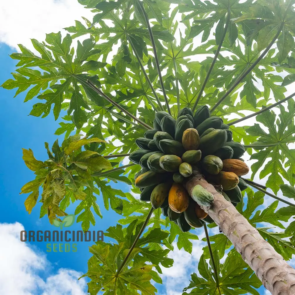 Orange Papaya Fruit Seeds for Planting, Cultivate Your Garden with Exotic Fruit Seeds - Image 3