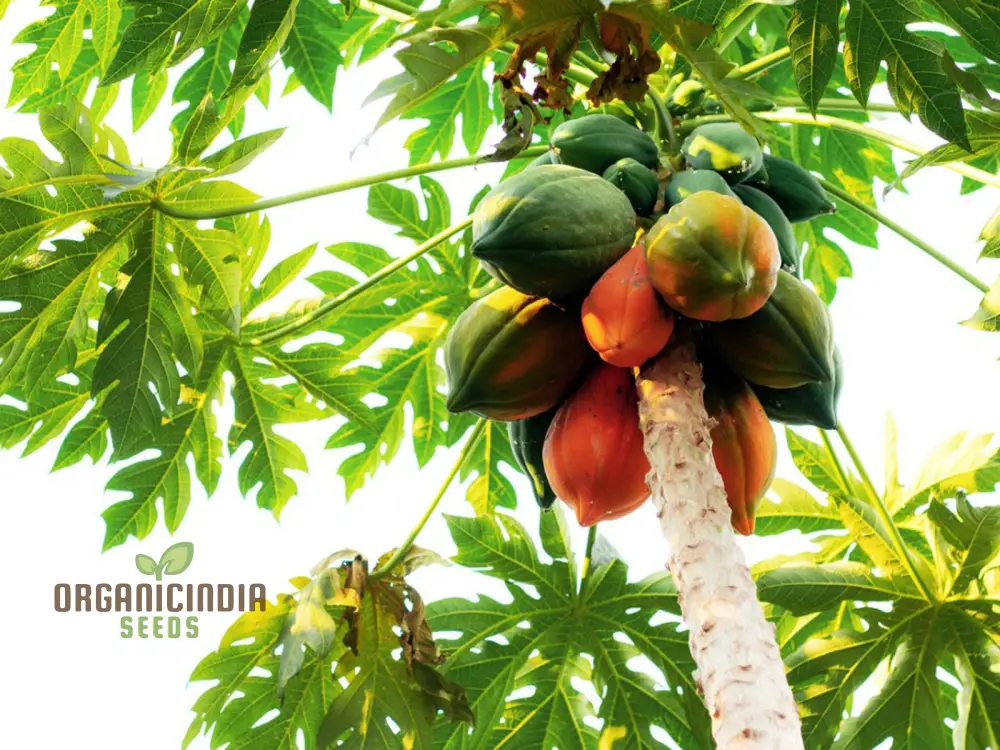 Orange Papaya Fruit Seeds for Planting, Cultivate Your Garden with Exotic Fruit Seeds - Image 4