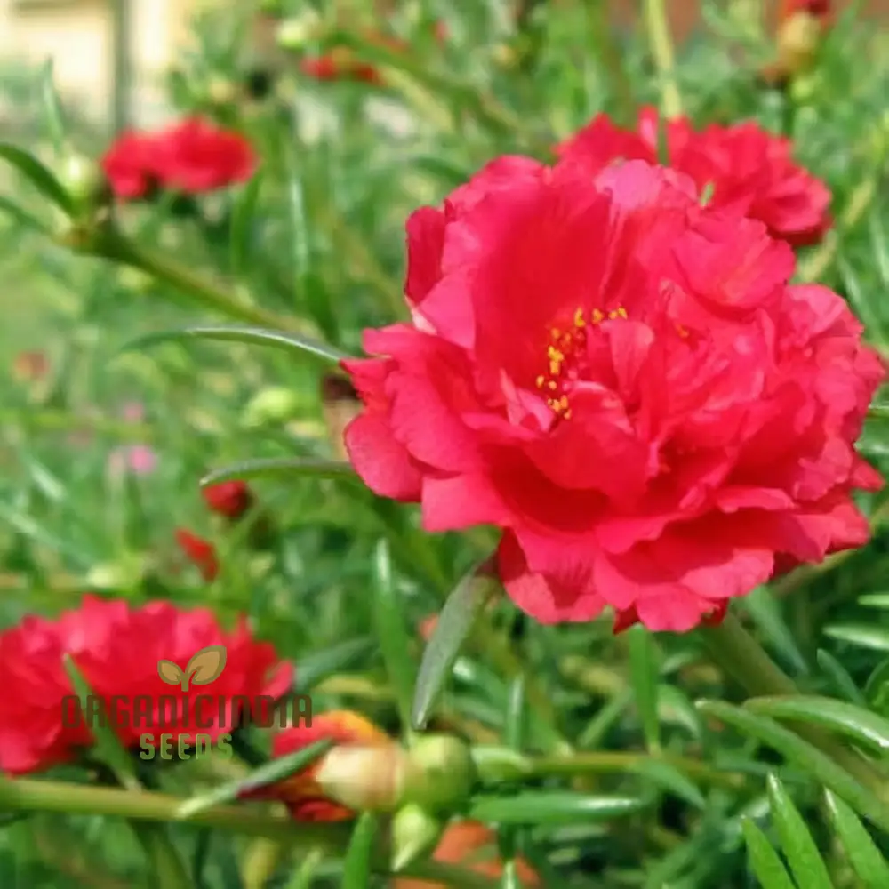 Pink Portulaca Rose Flower Seeds Elevate Your Gardening with Gorgeous, Resilient Blooms