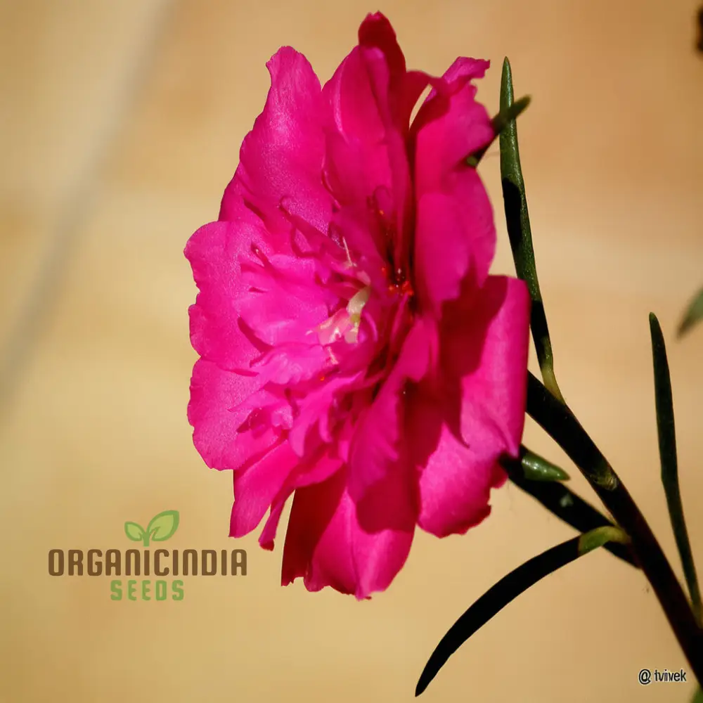 Pink Portulaca Rose Flower Seeds Elevate Your Gardening with Gorgeous, Resilient Blooms - Image 3