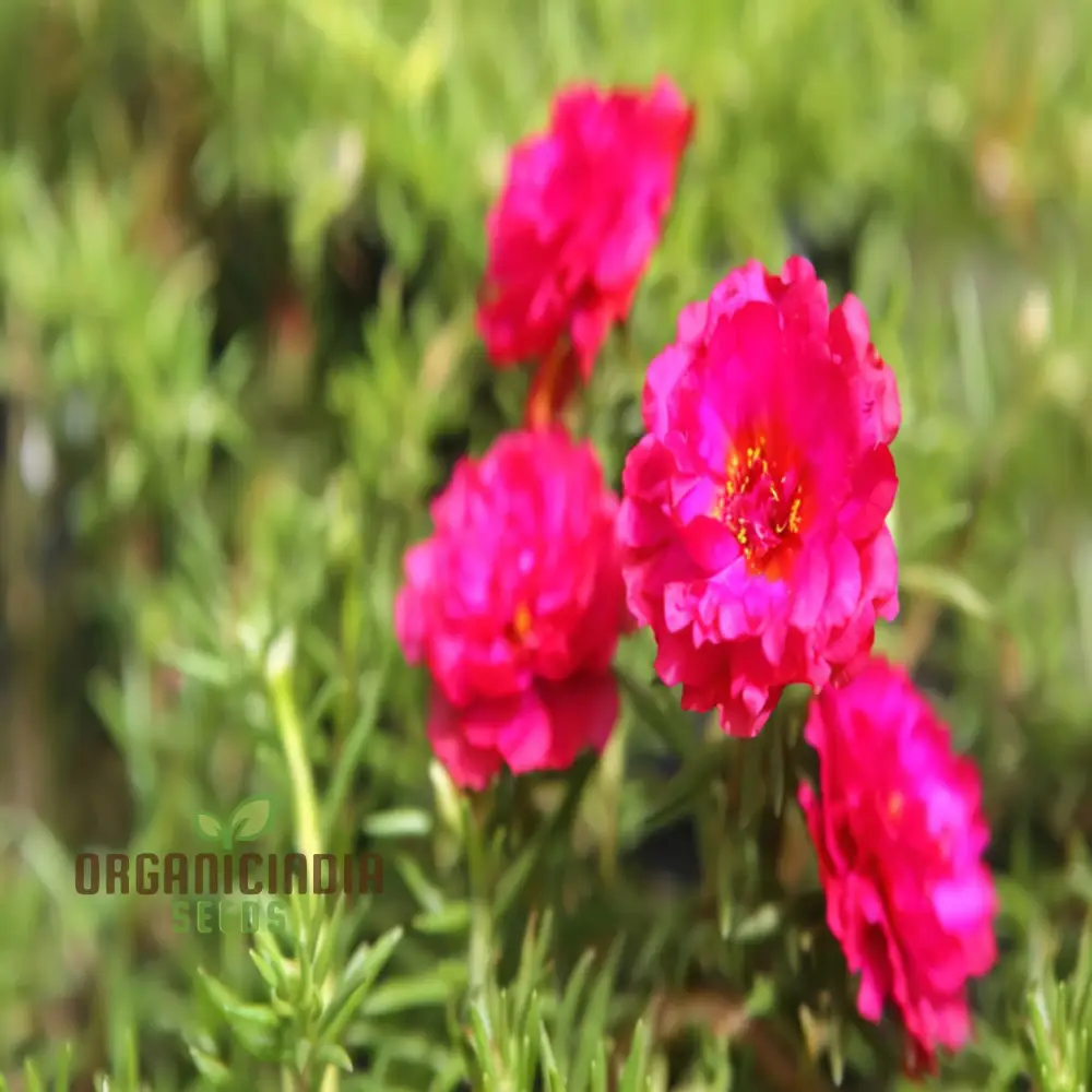 Pink Portulaca Rose Flower Seeds Elevate Your Gardening with Gorgeous, Resilient Blooms - Image 4