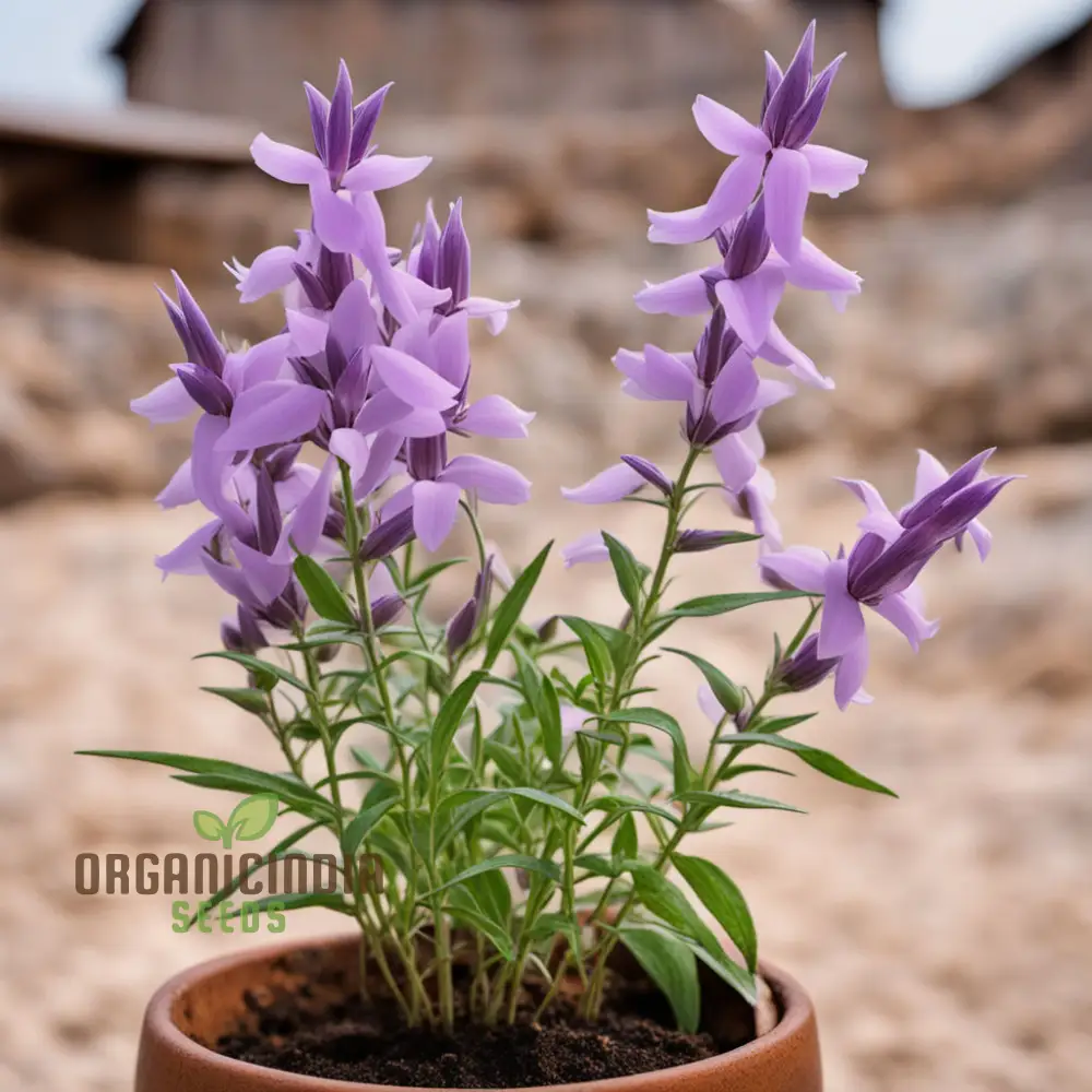 Purple Beardtongue Flower Seeds - Striking Blooms for Pollinator-Friendly Gardens