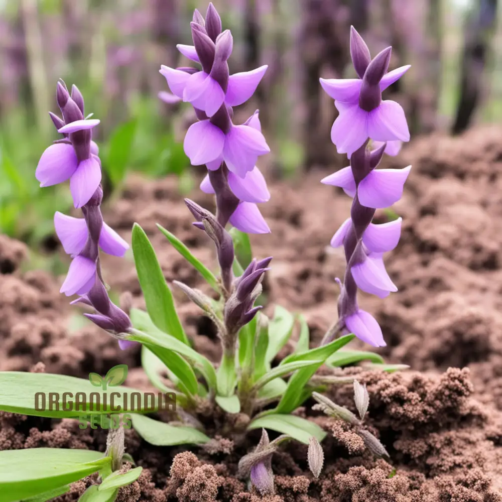 Purple Beardtongue Flower Seeds - Striking Blooms for Pollinator-Friendly Gardens - Image 3