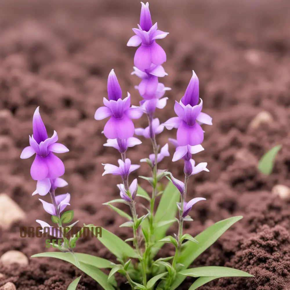 Purple Beardtongue Flower Seeds - Striking Blooms for Pollinator-Friendly Gardens - Image 4