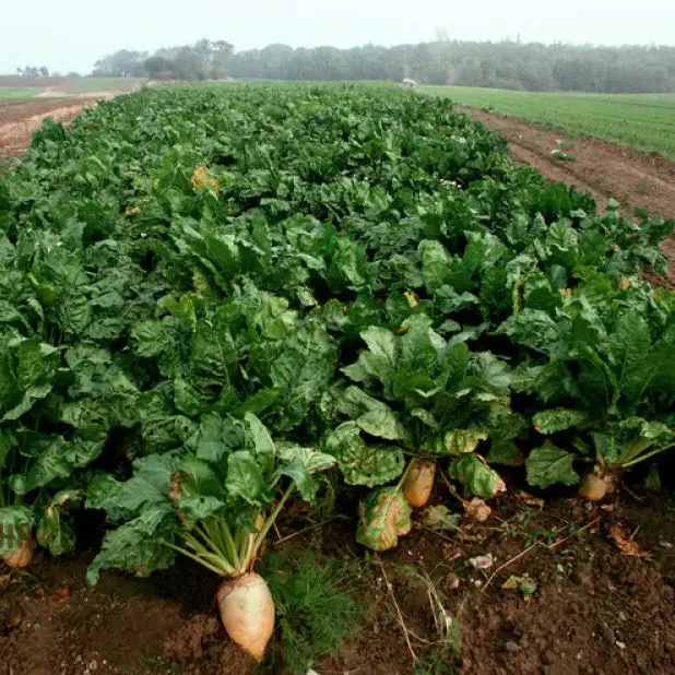 Organic White Beet Root Vegetable Seeds For Planting, Pure, Fresh, and Certified for Your Garden - Image 3