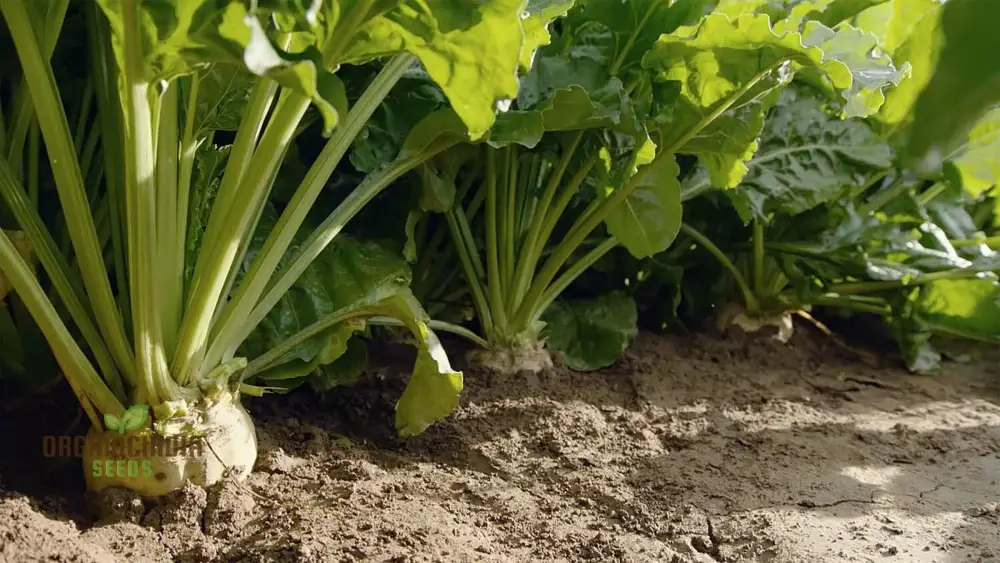 Organic White Beet Root Vegetable Seeds For Planting, Pure, Fresh, and Certified for Your Garden - Image 4