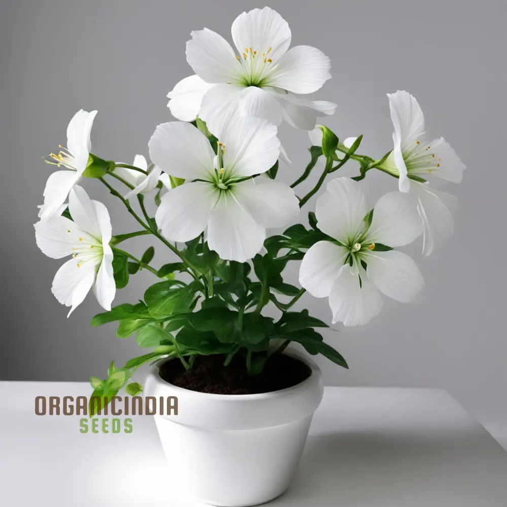 White Radiata Flower Seeds - Elegant Blooms for Serene Garden Beauty