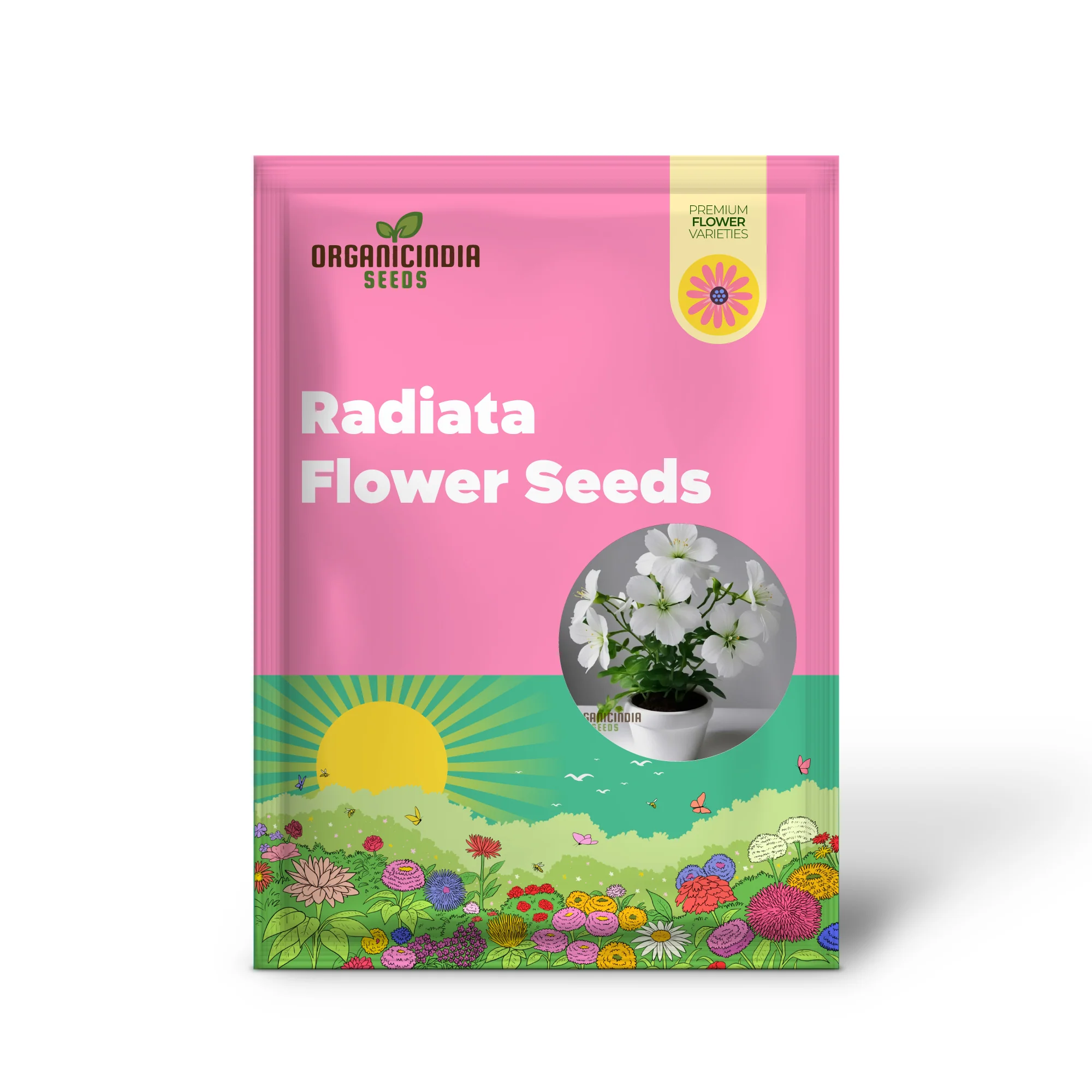 White Radiata Flower Seeds - Elegant Blooms for Serene Garden Beauty - Image 2