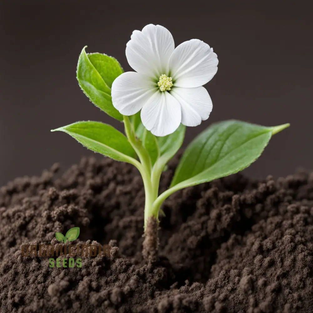 White Radiata Flower Seeds - Elegant Blooms for Serene Garden Beauty - Image 3