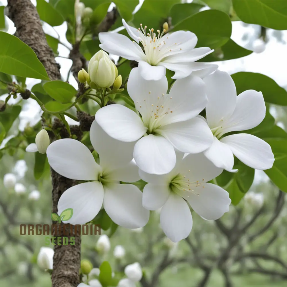 White Radiata Flower Seeds - Elegant Blooms for Serene Garden Beauty - Image 4