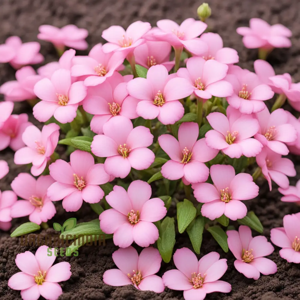 Baby Pink Yulan Flower Seeds for Planting