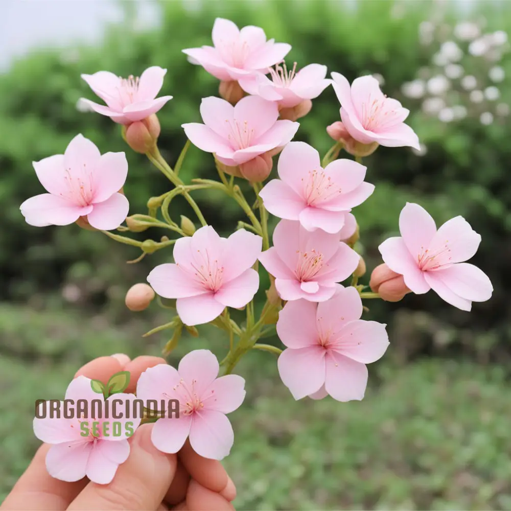 Baby Pink Yulan Flower Seeds for Planting - Image 3