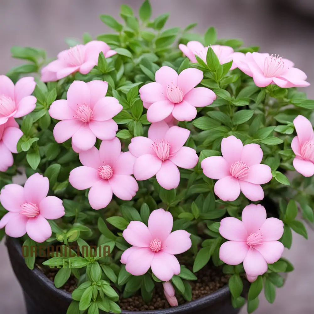 Baby Pink Yulan Flower Seeds for Planting - Image 4