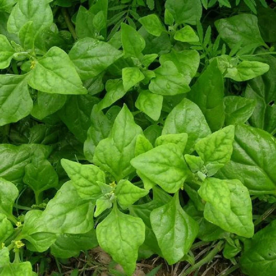 New Zealand Spinach Seeds (Tetragonia tetragonioides) – Heat-Tolerant & Nutritious Greens