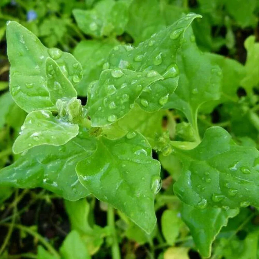 New Zealand Spinach Seeds (Tetragonia tetragonioides) – Heat-Tolerant & Nutritious Greens - Image 2