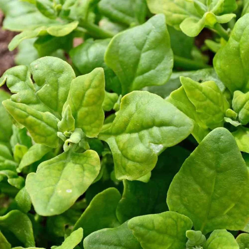 New Zealand Spinach Seeds (Tetragonia tetragonioides) – Heat-Tolerant & Nutritious Greens - Image 3