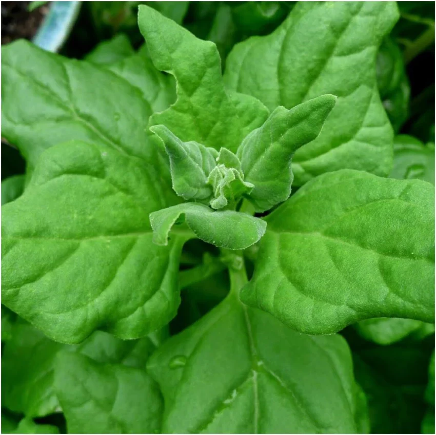 New Zealand Spinach Seeds (Tetragonia tetragonioides) – Heat-Tolerant & Nutritious Greens - Image 4
