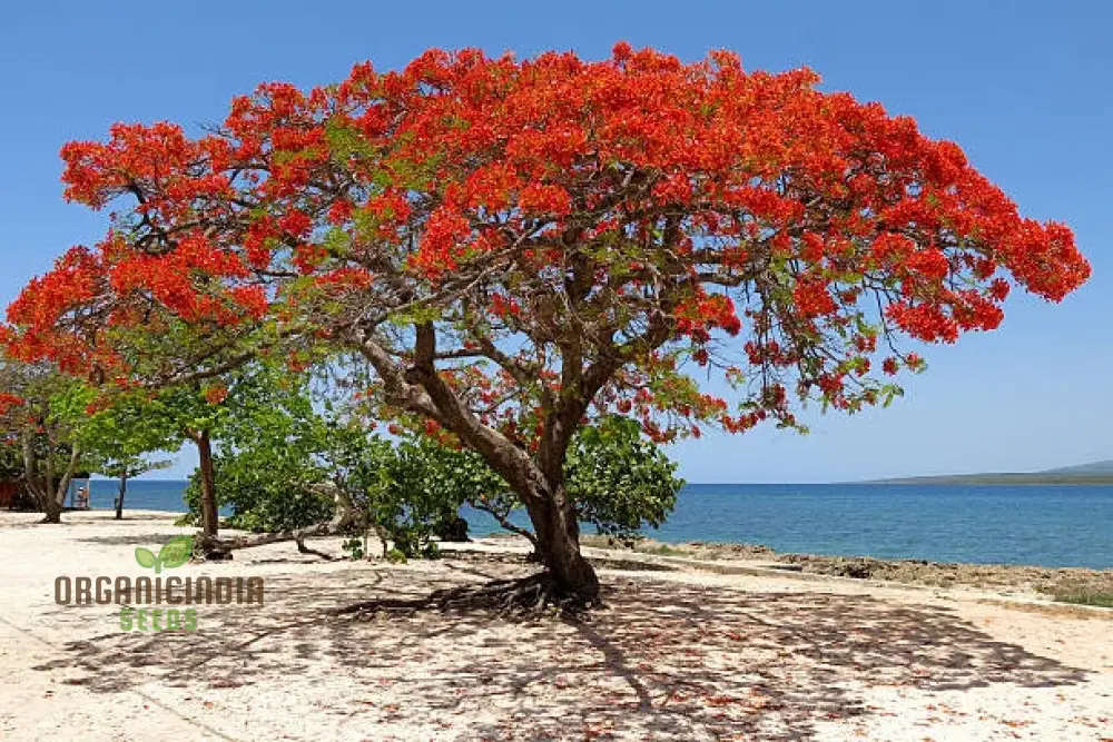 Orange Flamboyan Tree Seeds – Grow Tropical Beauty with Vibrant Orange Blooms - Image 3