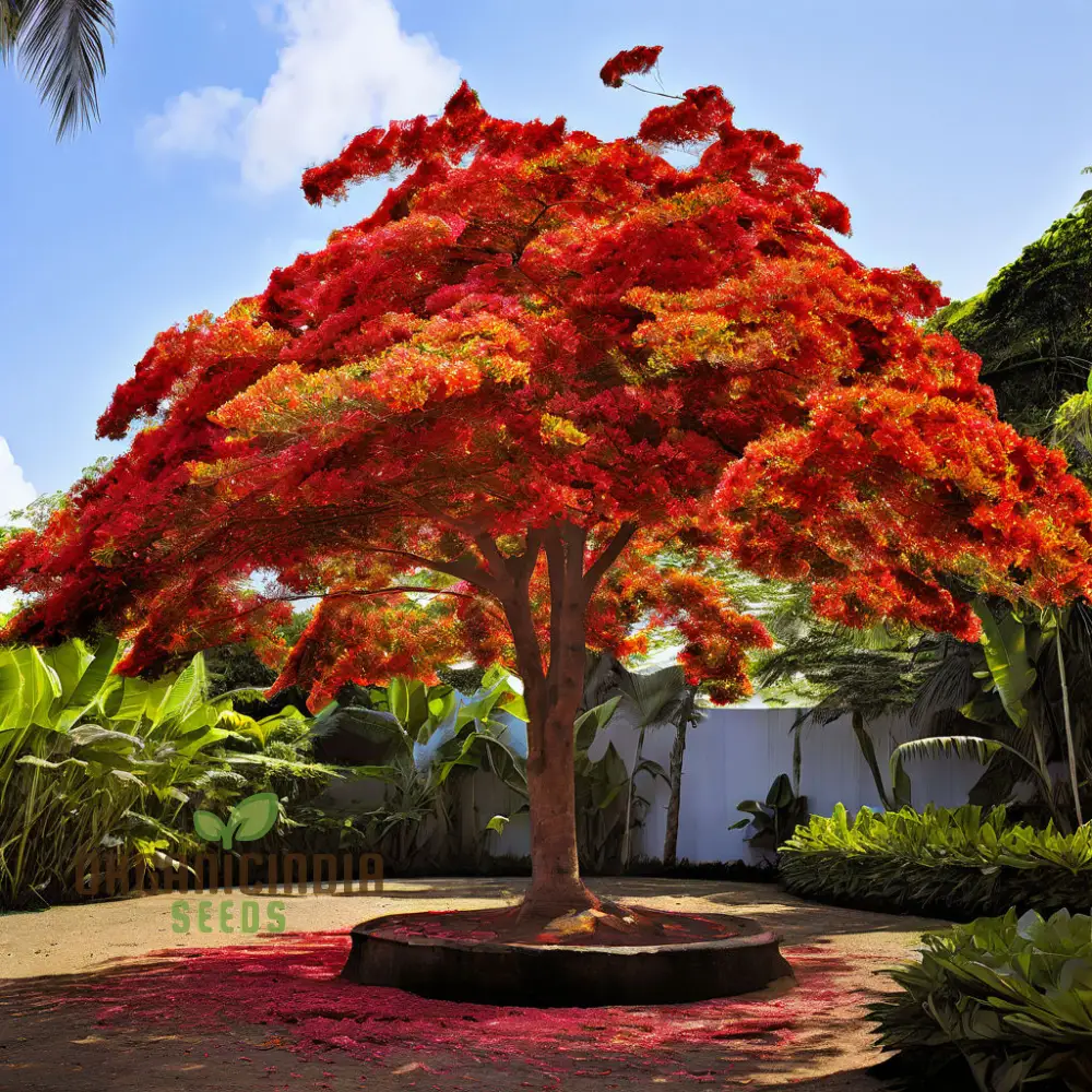 Orange Flamboyan Tree Seeds – Grow Tropical Beauty with Vibrant Orange Blooms - Image 4