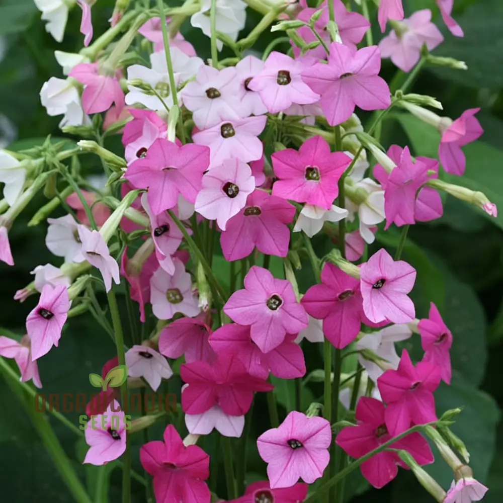 Nicotiana affinis Seeds – Sweet Scented Flowering Nicotiana for Garden Planting
