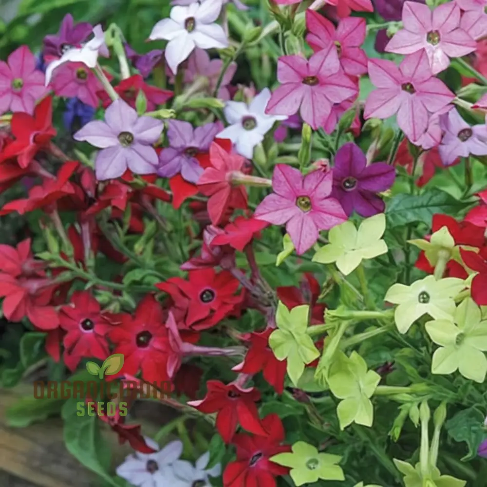 Nicotiana affinis Seeds – Sweet Scented Flowering Nicotiana for Garden Planting - Image 3