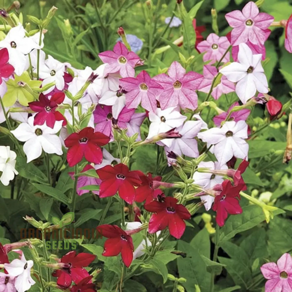Nicotiana affinis Seeds – Sweet Scented Flowering Nicotiana for Garden Planting - Image 4