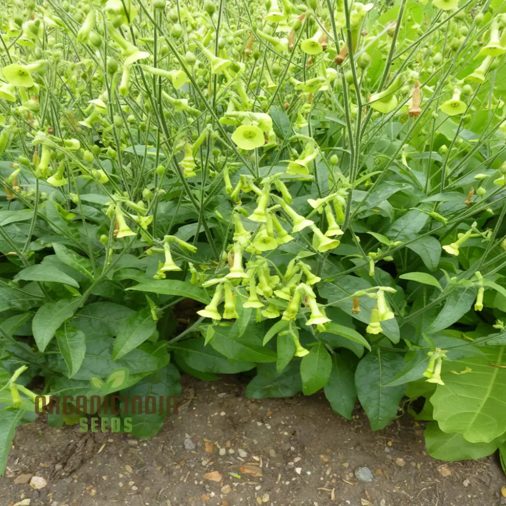 Nicotiana Langsdorffii Seeds - Grow Unique and Elegant Flowering Plants in Your Garden