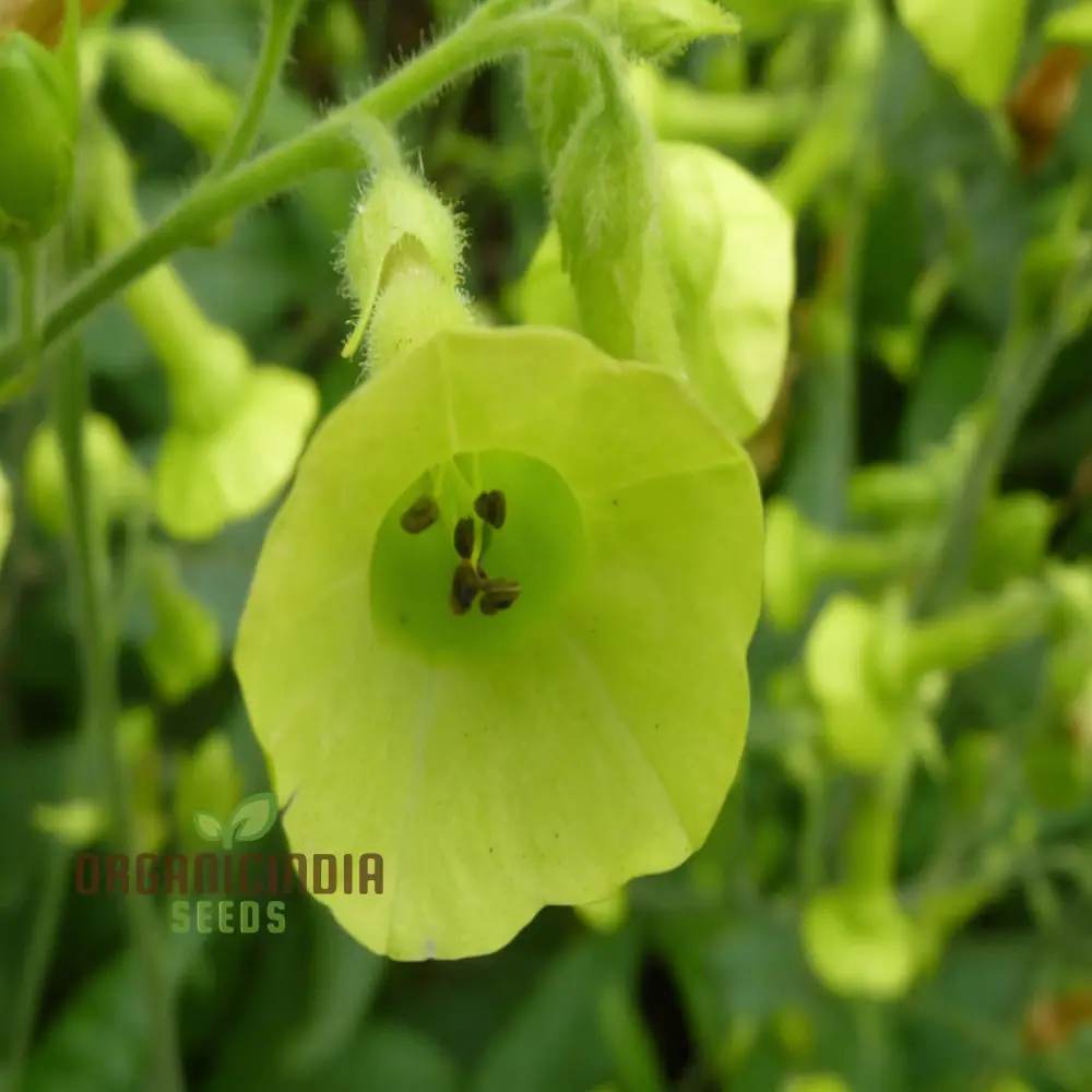 Nicotiana Langsdorffii Seeds - Grow Unique and Elegant Flowering Plants in Your Garden - Image 3