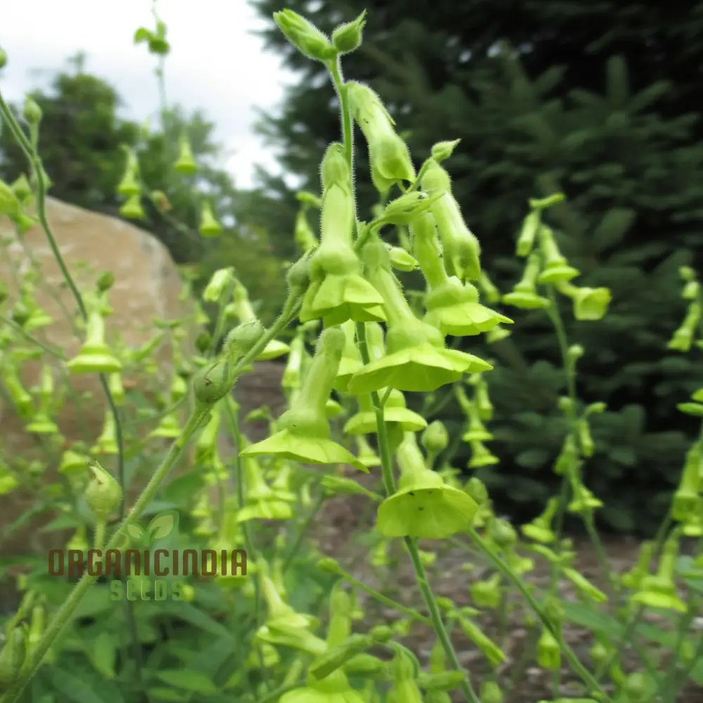 Nicotiana Langsdorffii Seeds - Grow Unique and Elegant Flowering Plants in Your Garden - Image 4