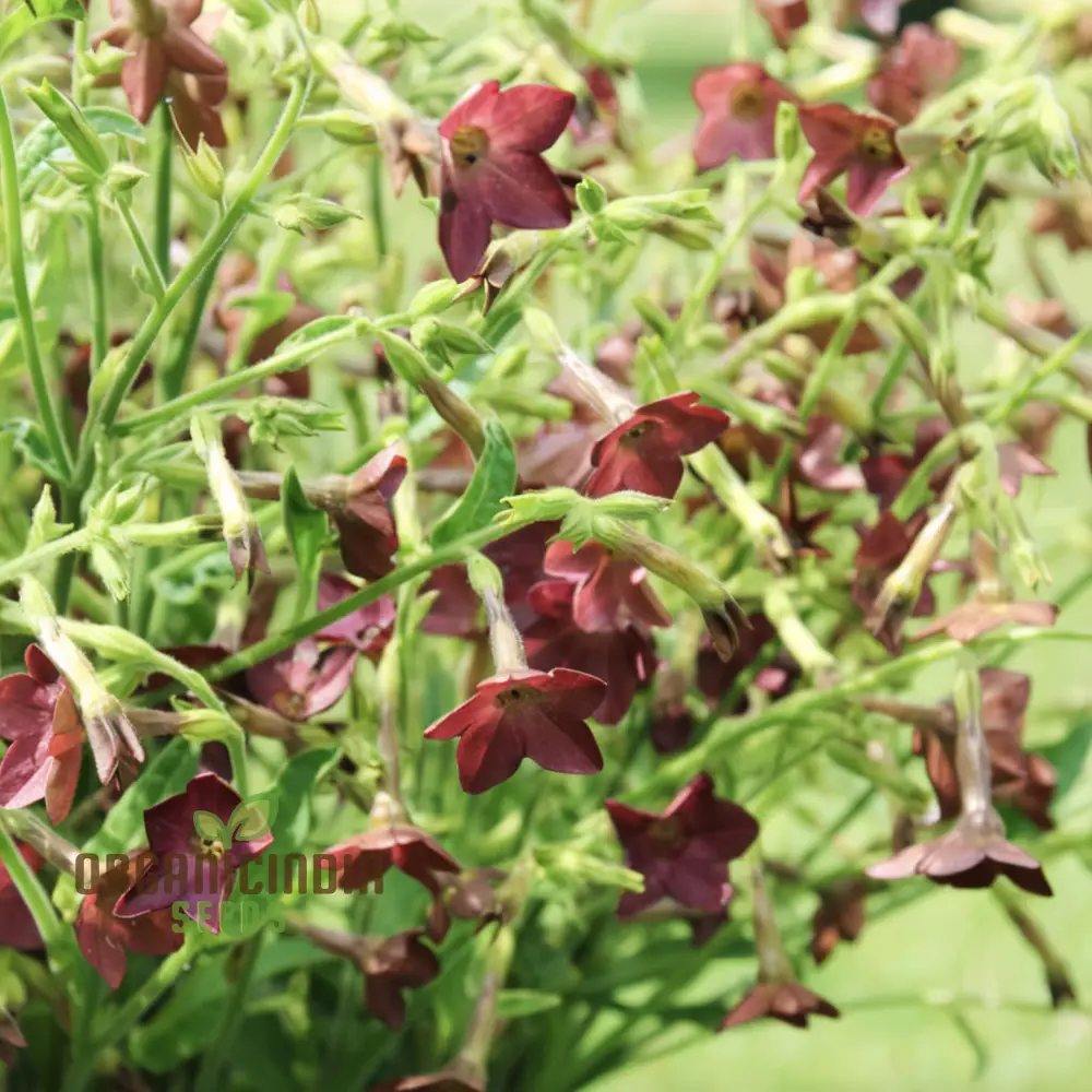 Nicotiana Langsdorfii Bronze Queen Flower Seeds - Grow Stunning and Unique Bronze-Colored Flowers in Your Garden