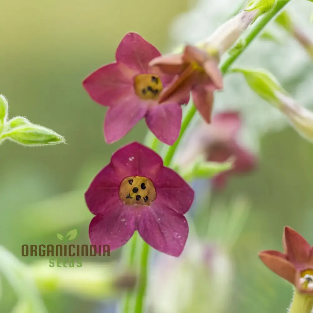 Nicotiana Langsdorfii Bronze Queen Flower Seeds - Grow Stunning and Unique Bronze-Colored Flowers in Your Garden - Image 3
