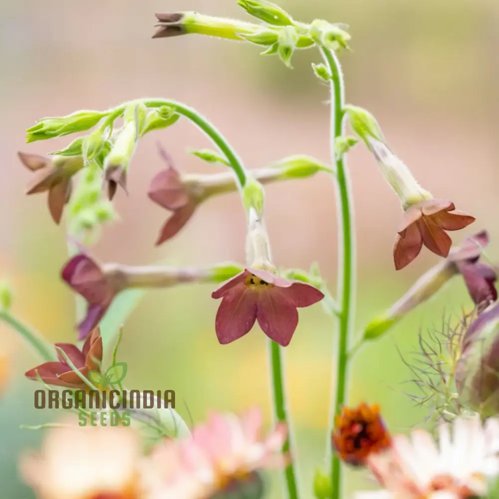 Nicotiana Langsdorfii Bronze Queen Flower Seeds - Grow Stunning and Unique Bronze-Colored Flowers in Your Garden - Image 4